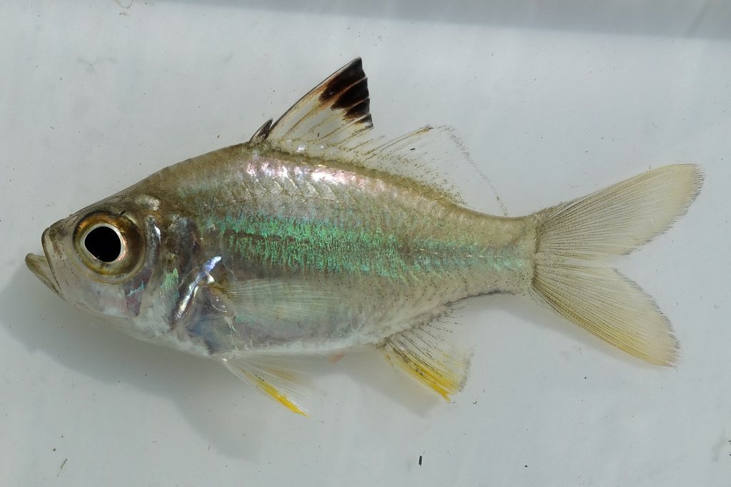 Agassiz's glassfish