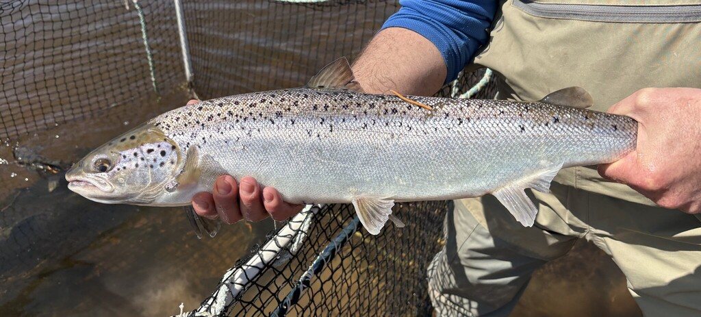 Atlantic salmon