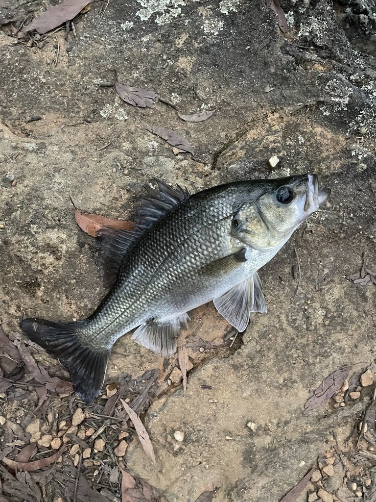 Australian bass