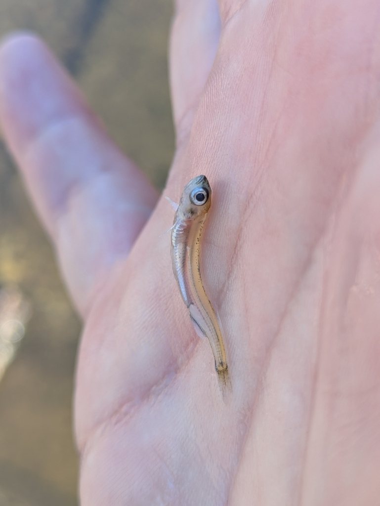 Australian smelt