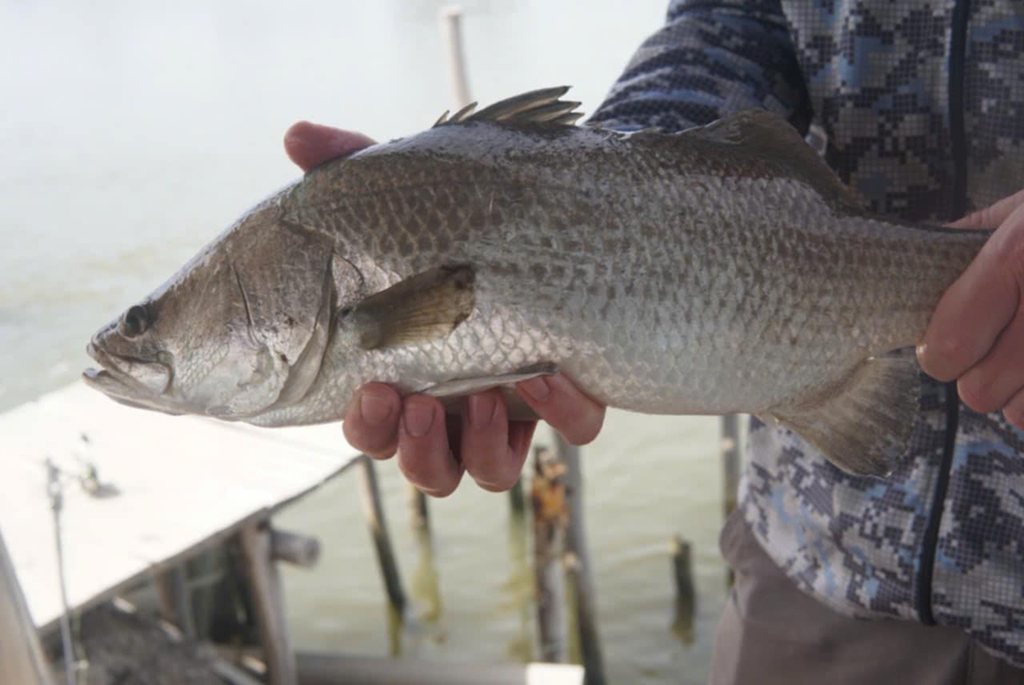 Barramundi