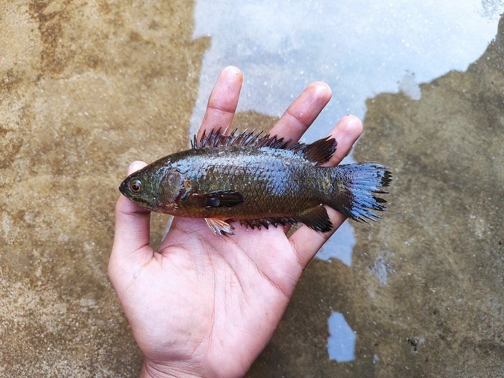 Climbing perch