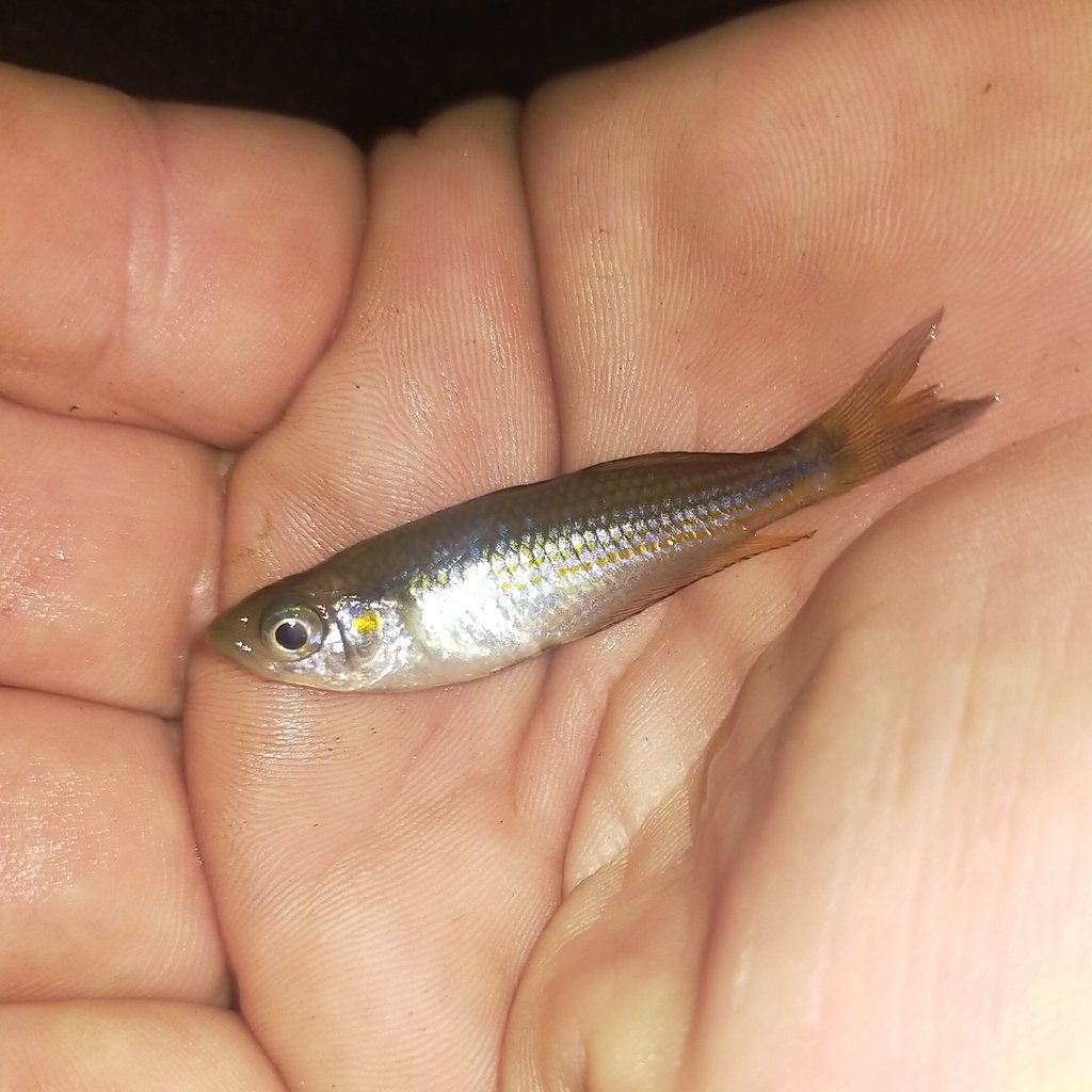 Crimson-spotted rainbowfish