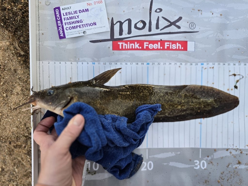 Eel-tailed catfish