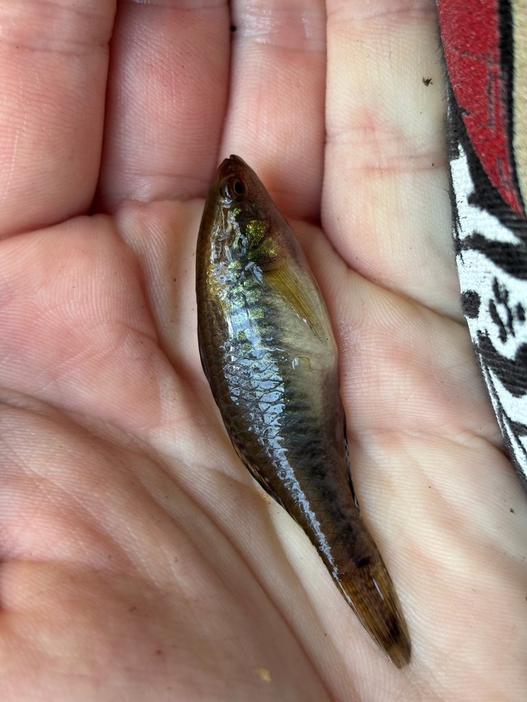 Empire gudgeon