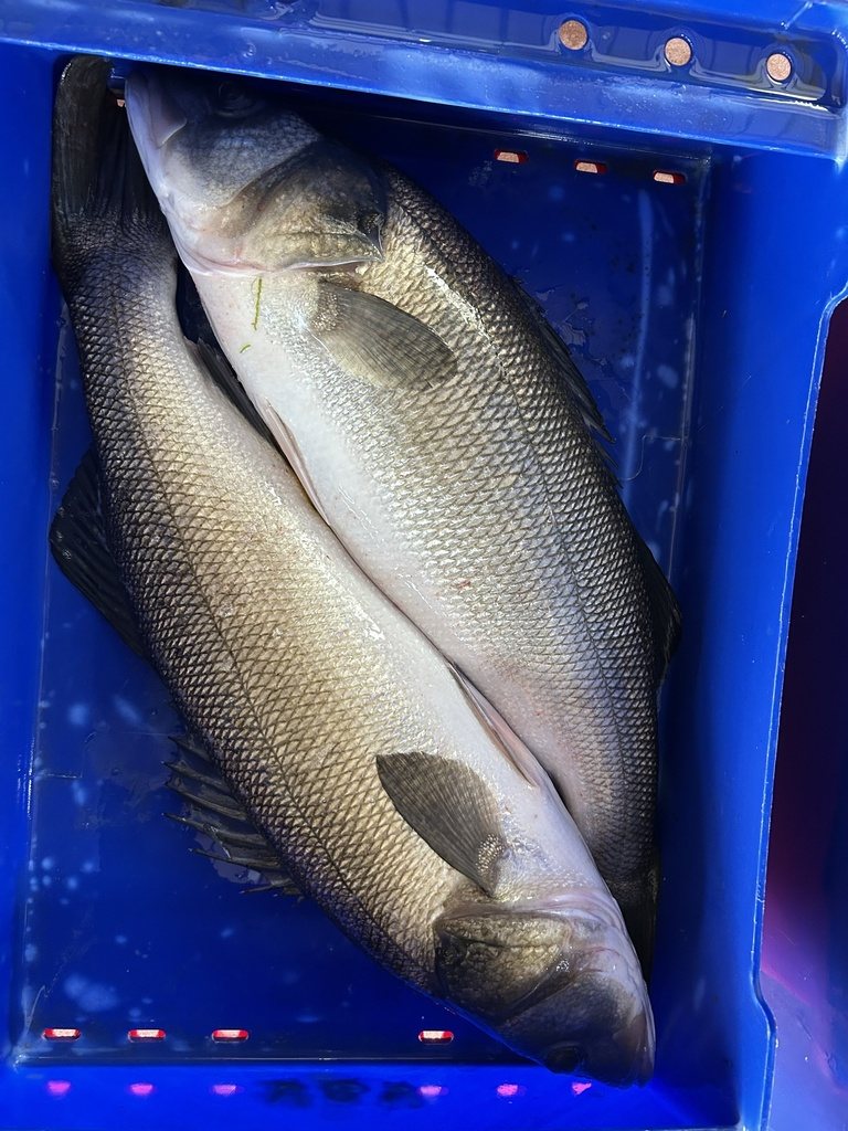 European sea bass