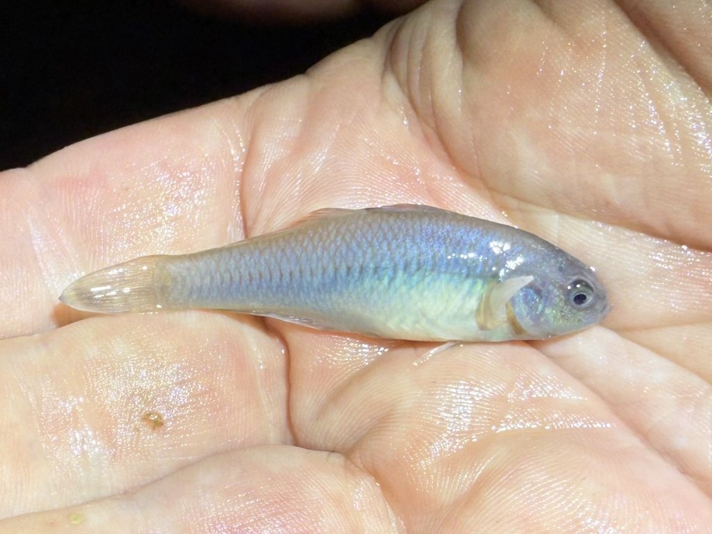 Firetail gudgeon