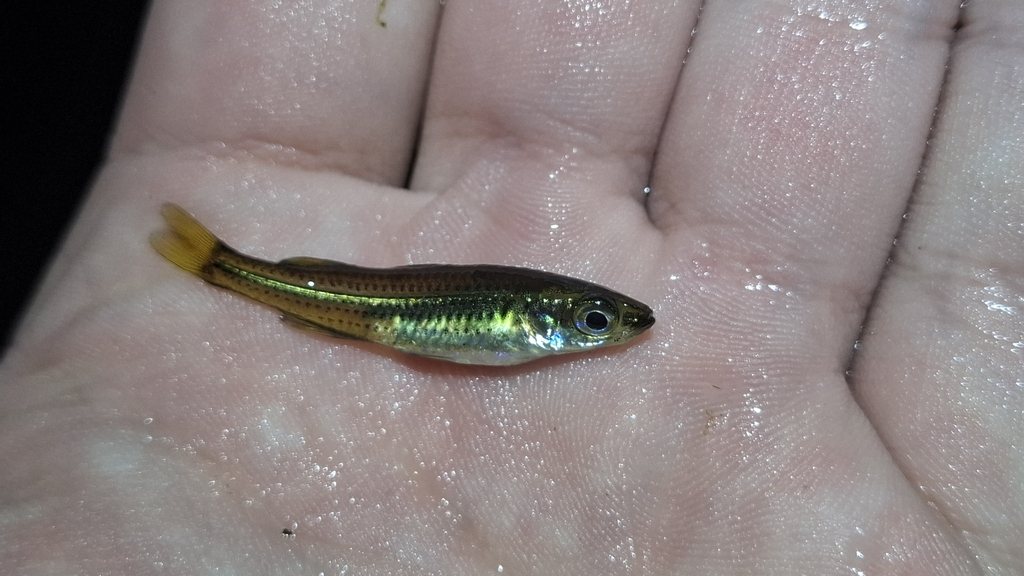 Fly-specked hardyhead