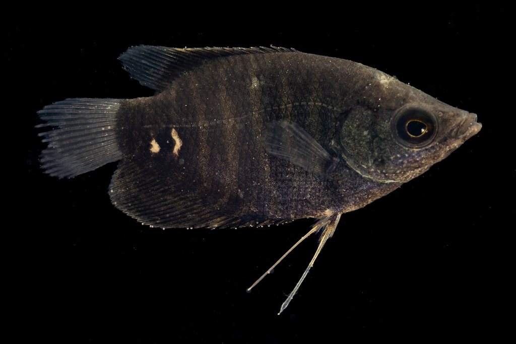 Giant gourami
