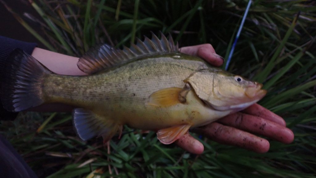 Golden perch
