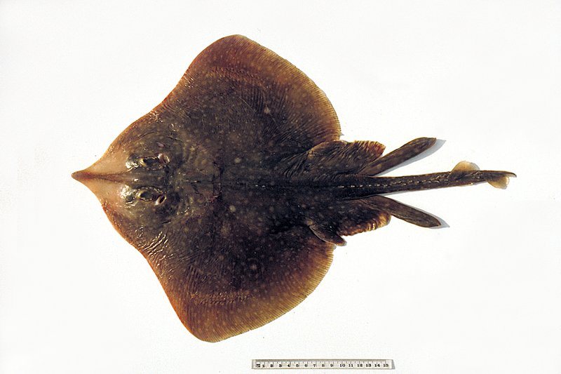 Australian longnose skate