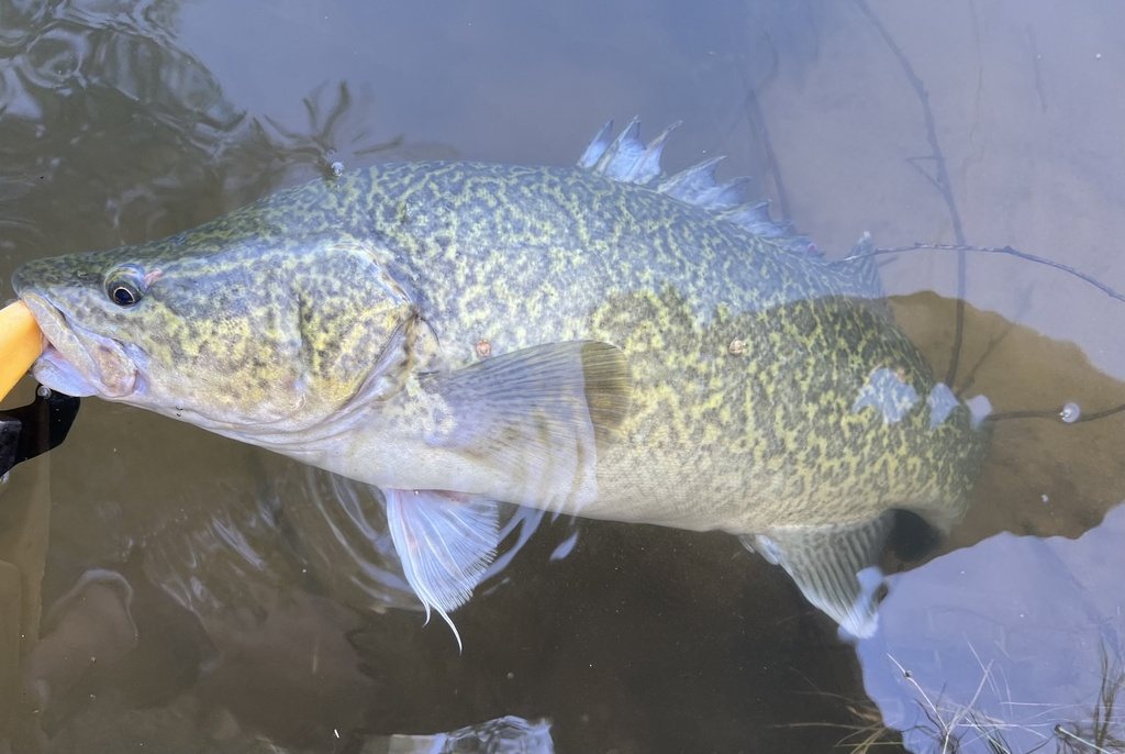 Murray cod
