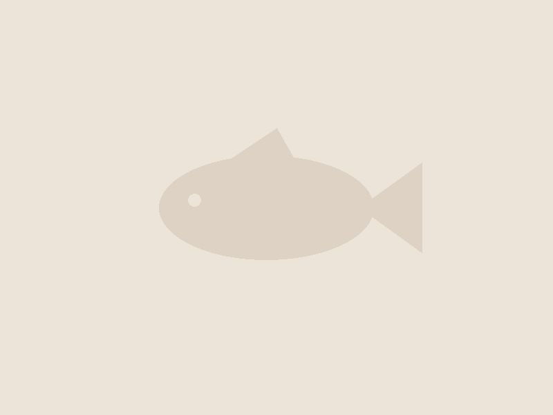 Murray River rainbowfish