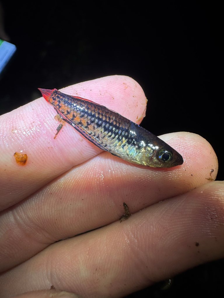 Ornate rainbowfish