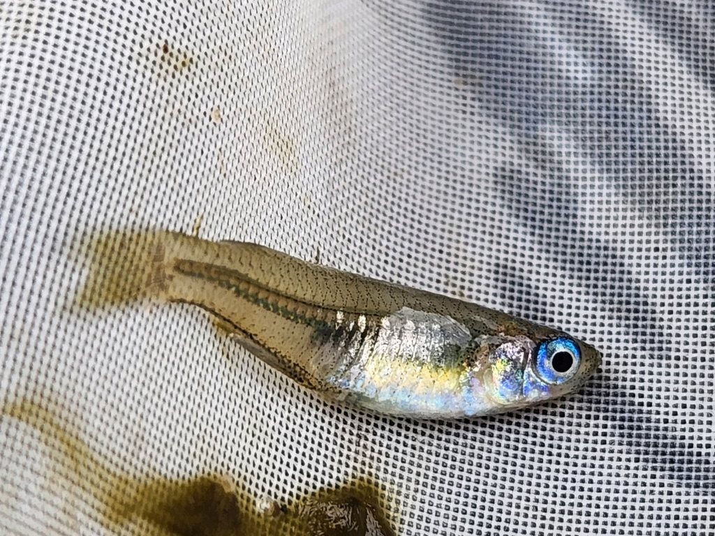 Pacific blue-eye