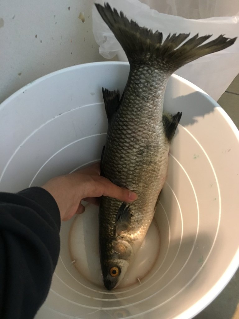 Pinkeye mullet