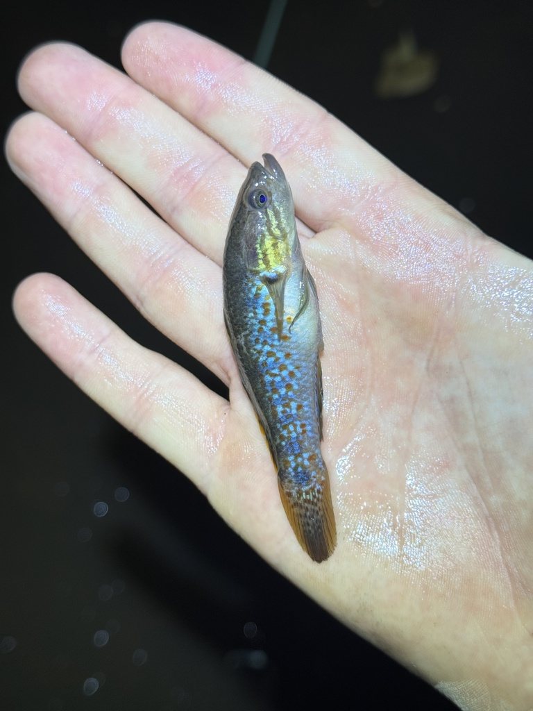 Southern purple-spotted gudgeon
