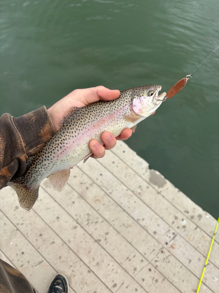 Rainbow trout