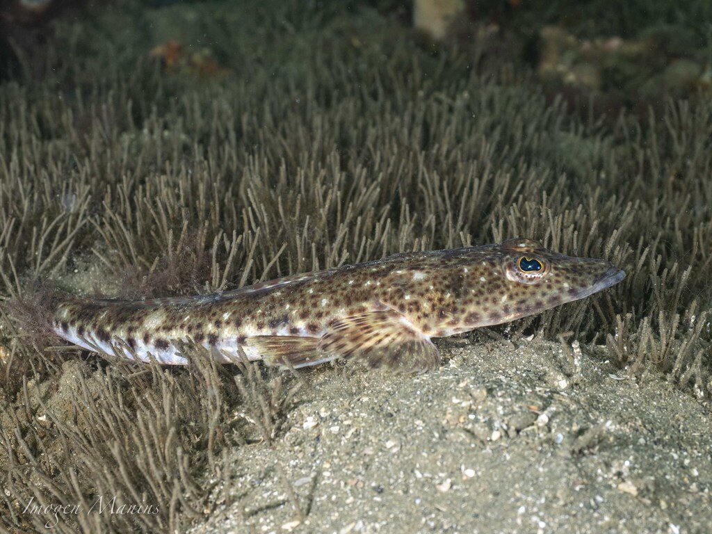 Sand flathead