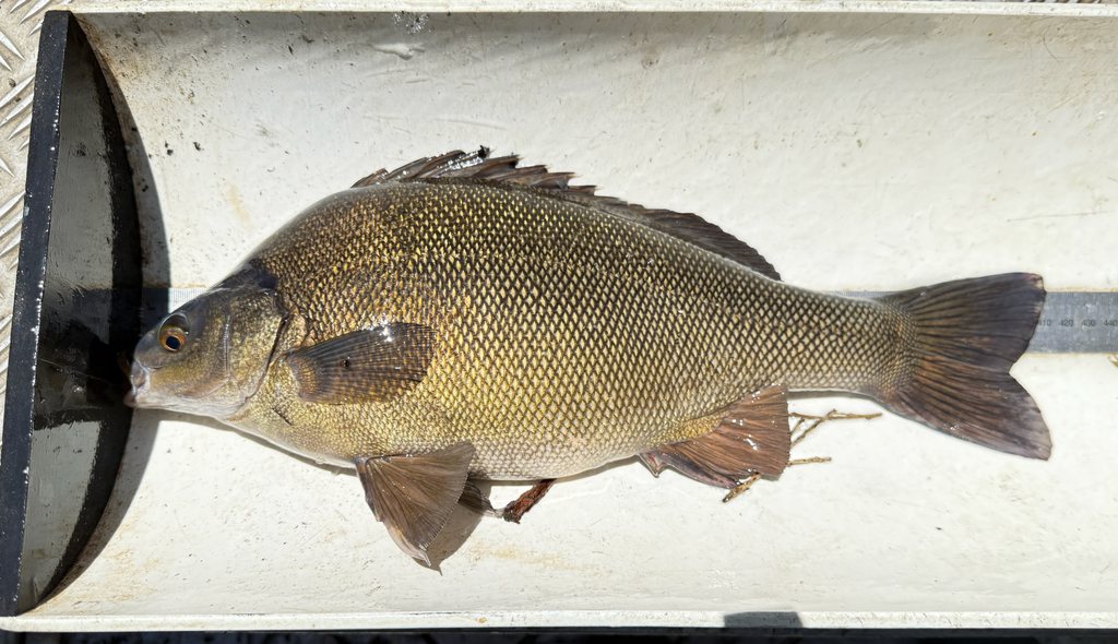 Silver perch