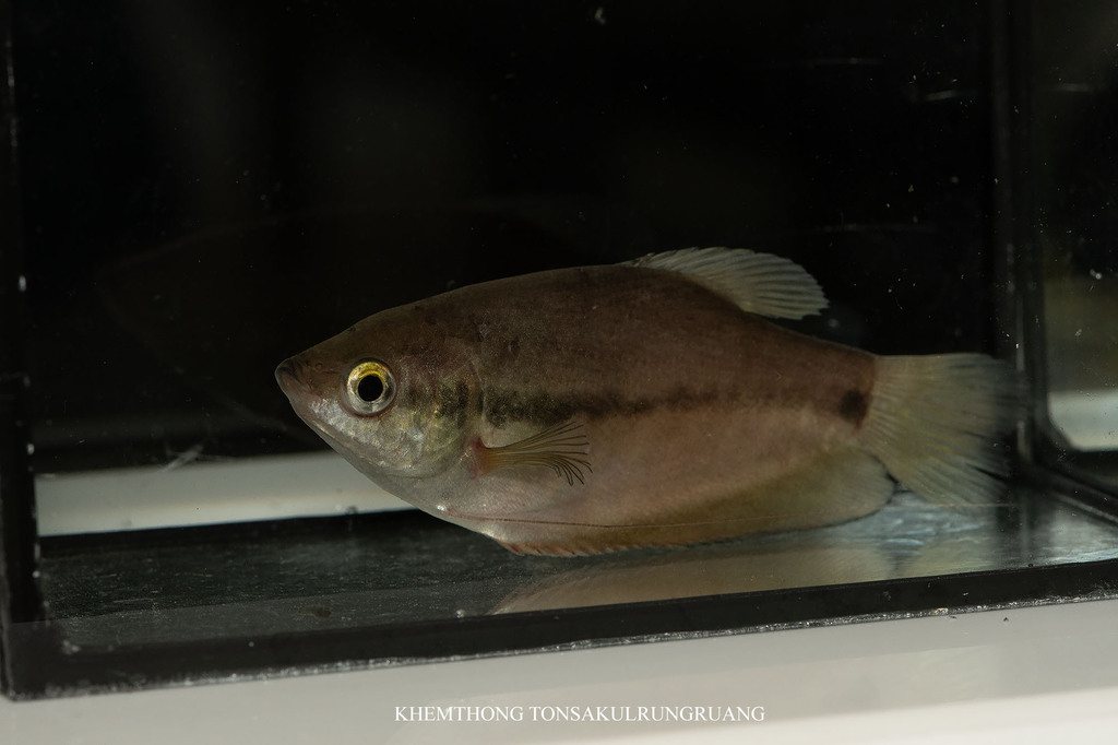 Snakeskin gourami