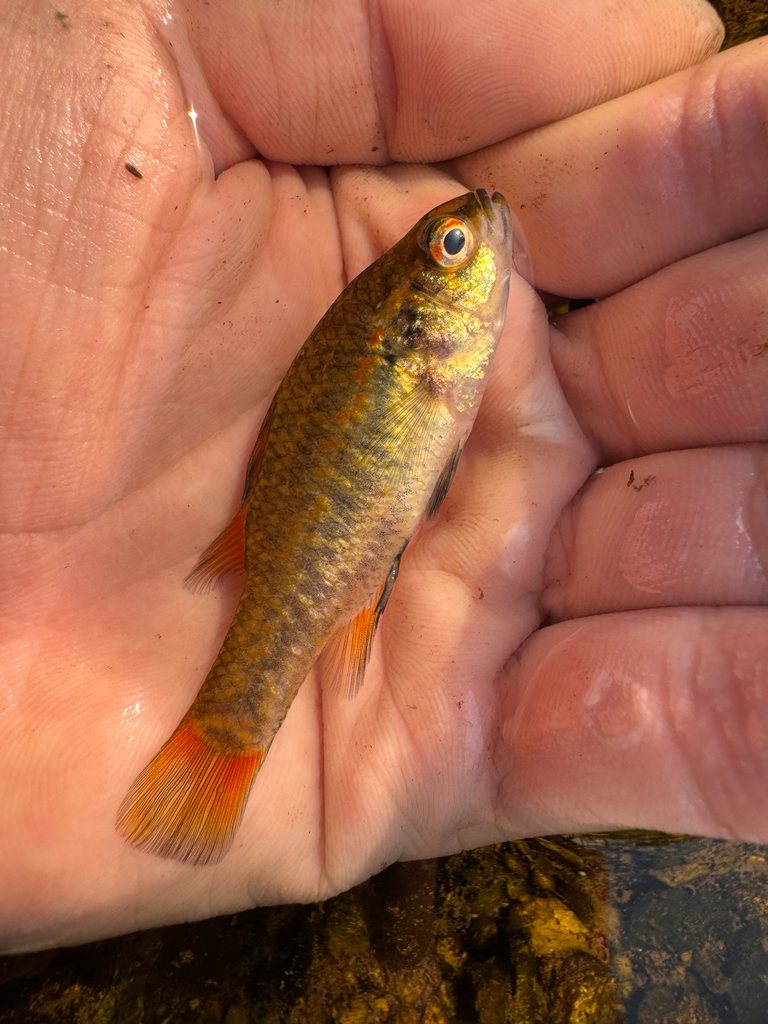 Southern pygmy perch