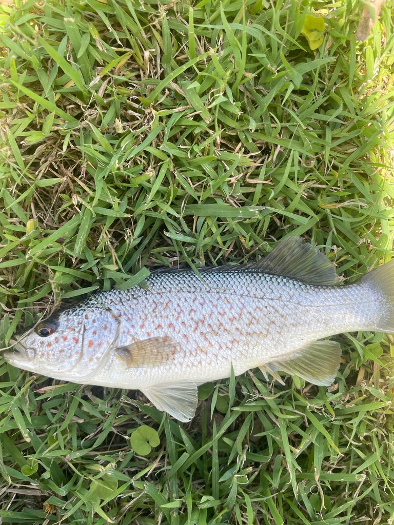 Spangled perch