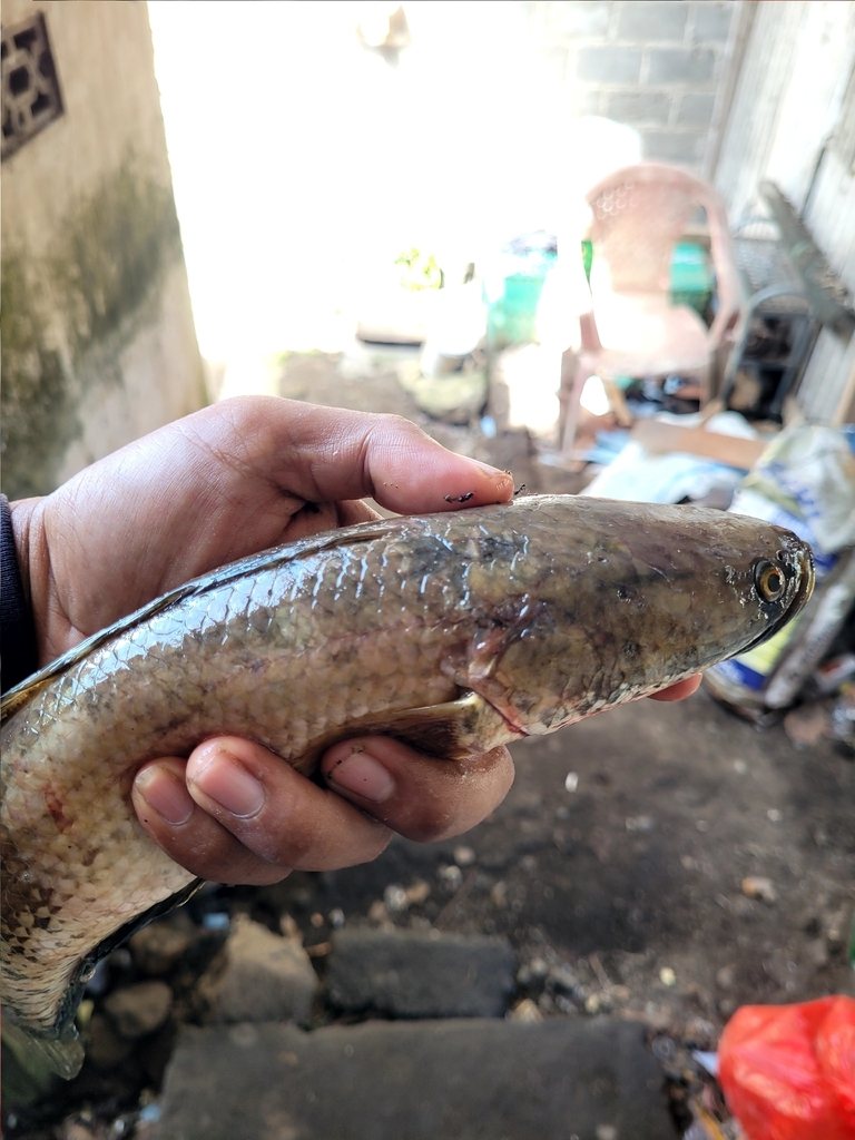 Striped snakehead