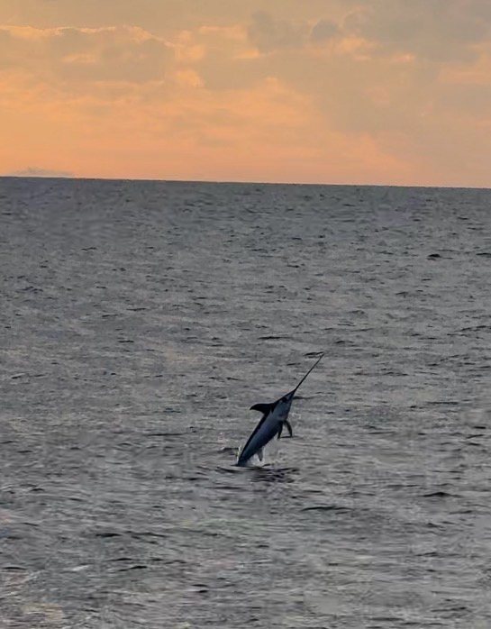 Swordfish