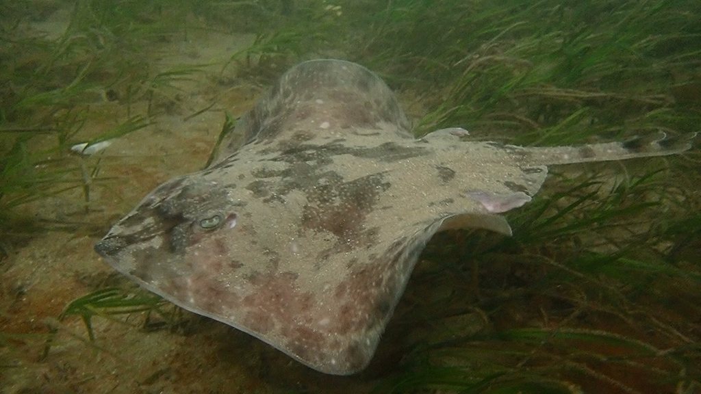 Australian thornback skate