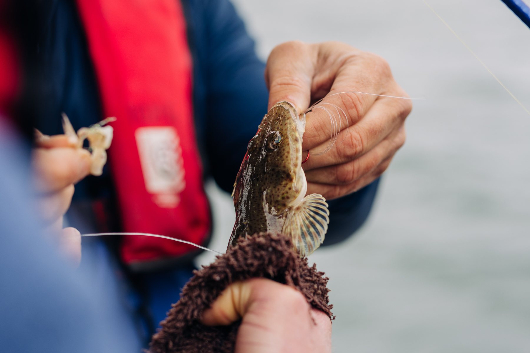 A sand flathead being unhooked on a boat