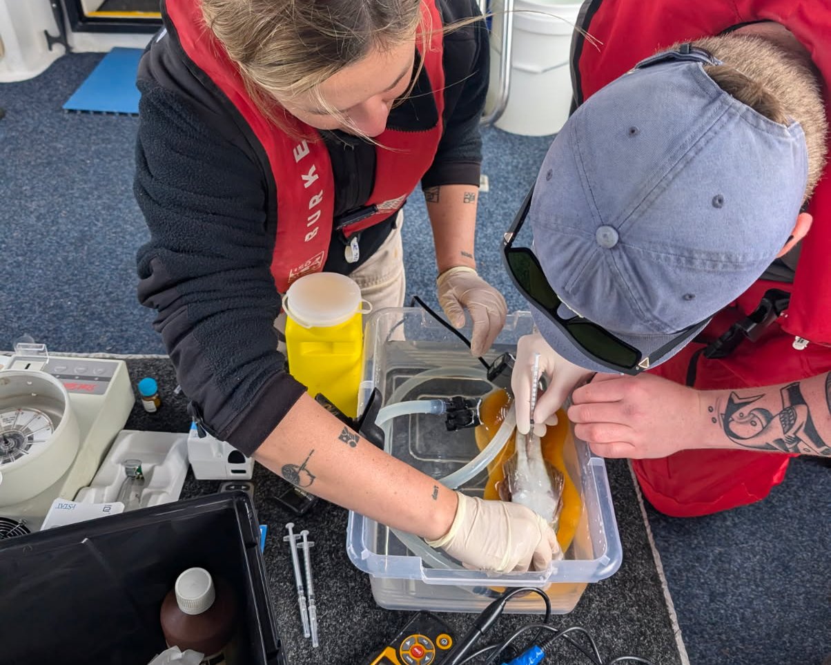 Researchers sampling a sand flathead on board straight after capture