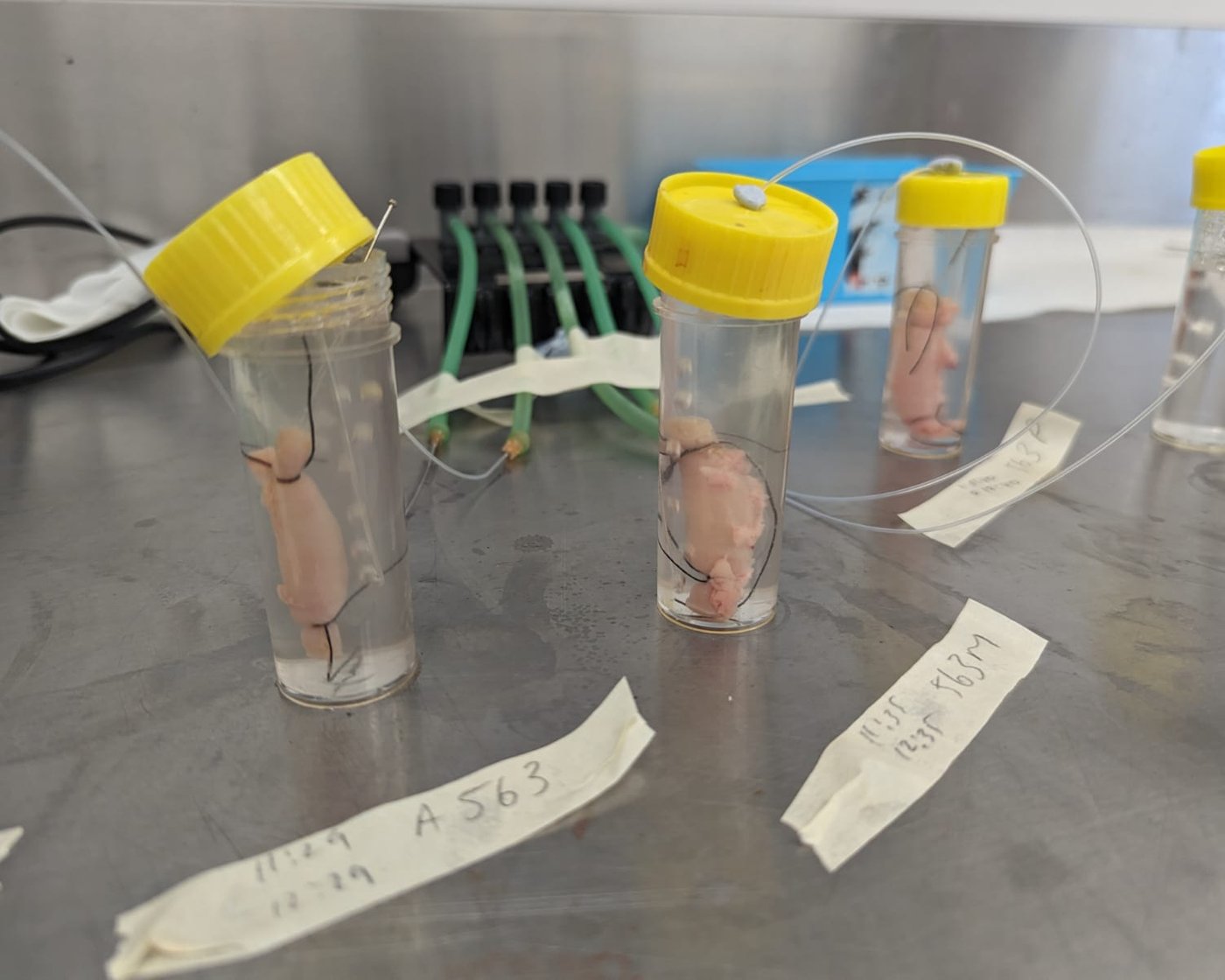 Fish gut sacs suspended in vials during an in vitro gut sac assay