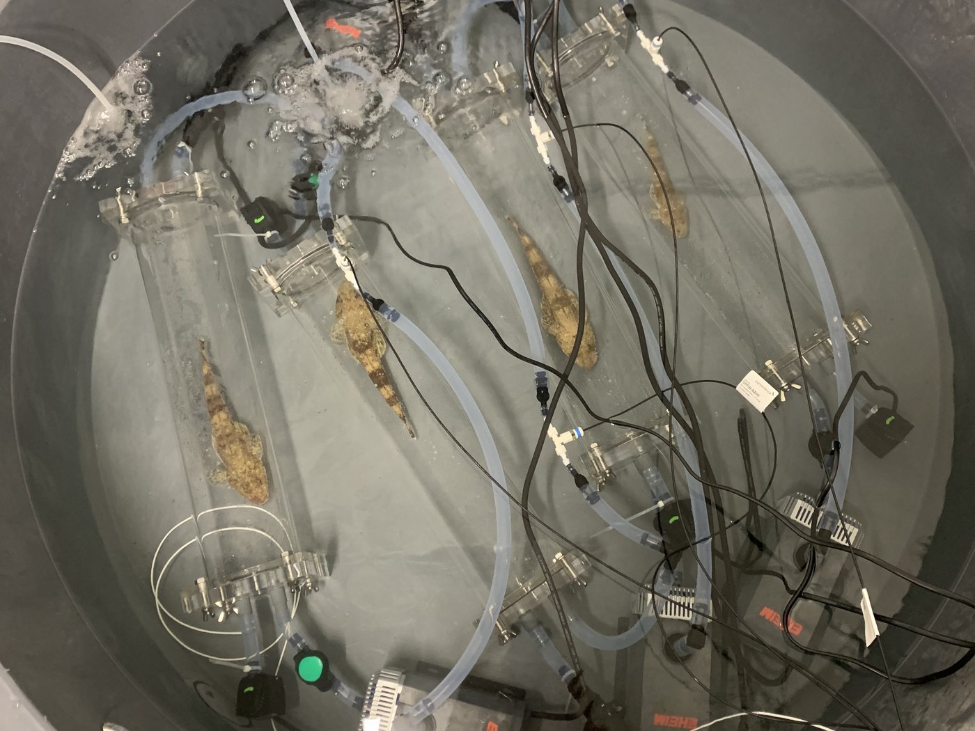 Sand flathead resting in respirometry chambers, seen from above