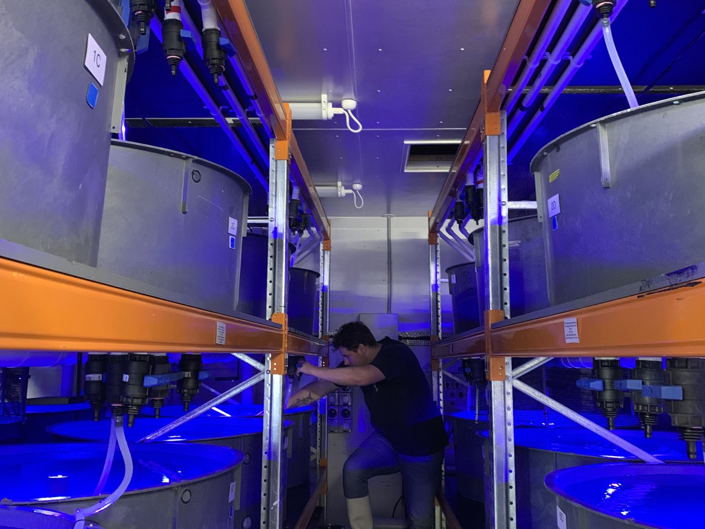 Blue-lit holding tanks in the experimental aquarium