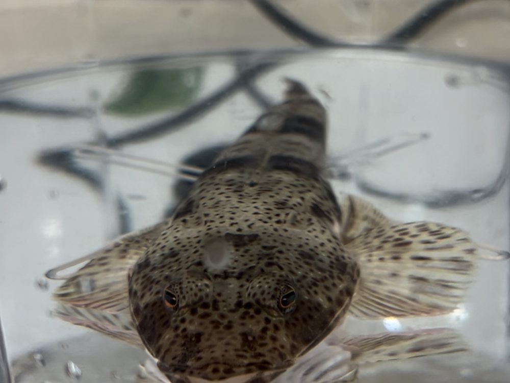 A sand flathead resting inside a respirometry chamber