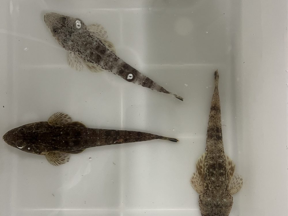 Three sand flathead of contrasting size in a sampling tray